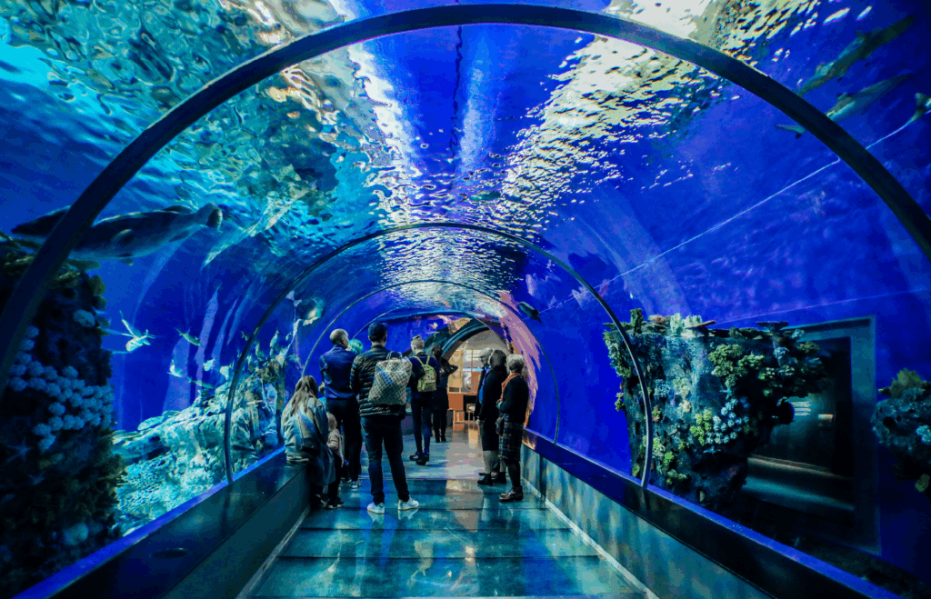 Dubai Aquarium Attraction