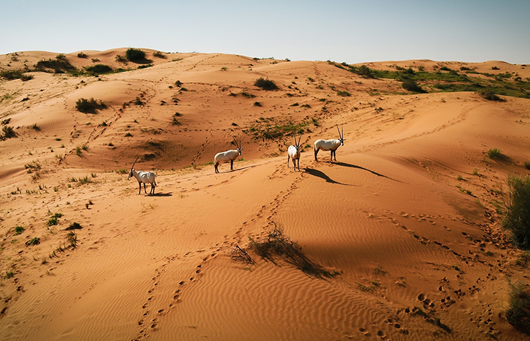 Al Awir Desert